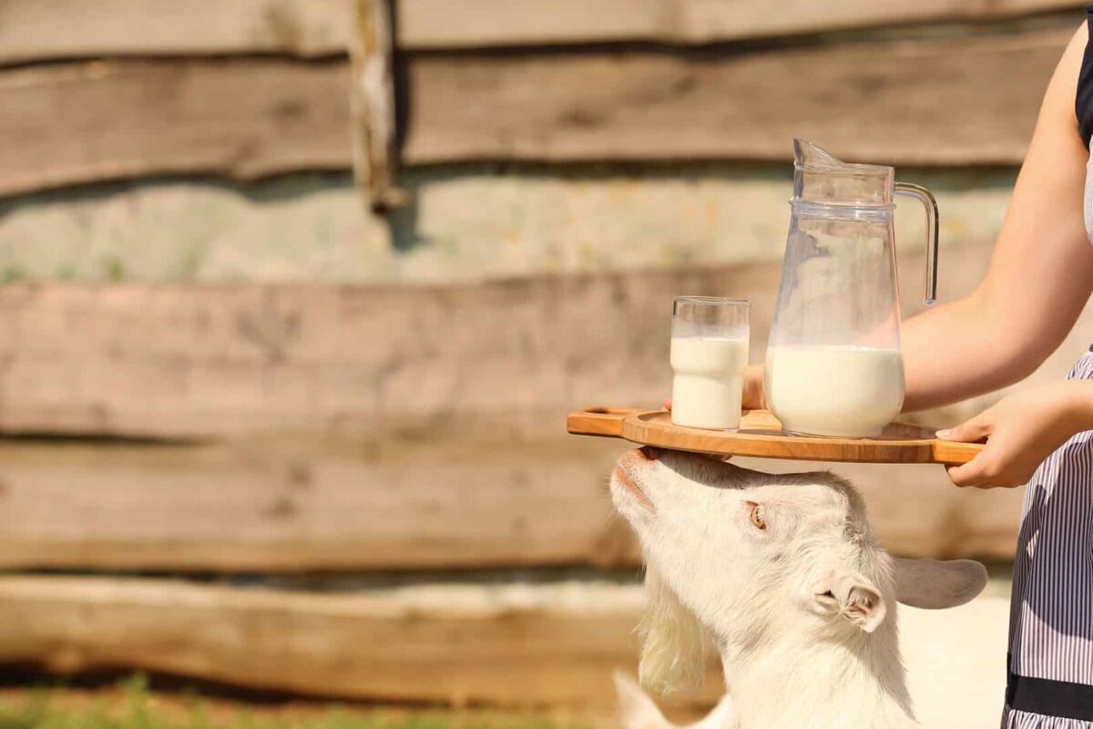 Savon au lait d'ânesse et au lait de chèvre