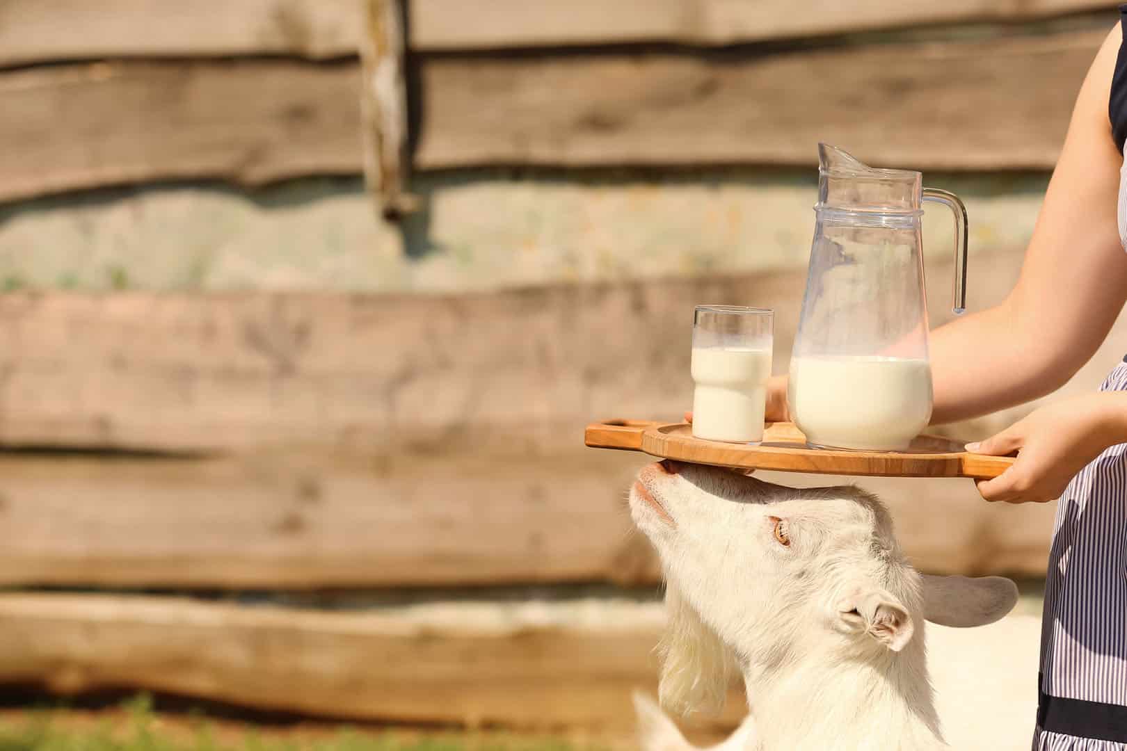 Savon au lait d'ânesse et au lait de chèvre