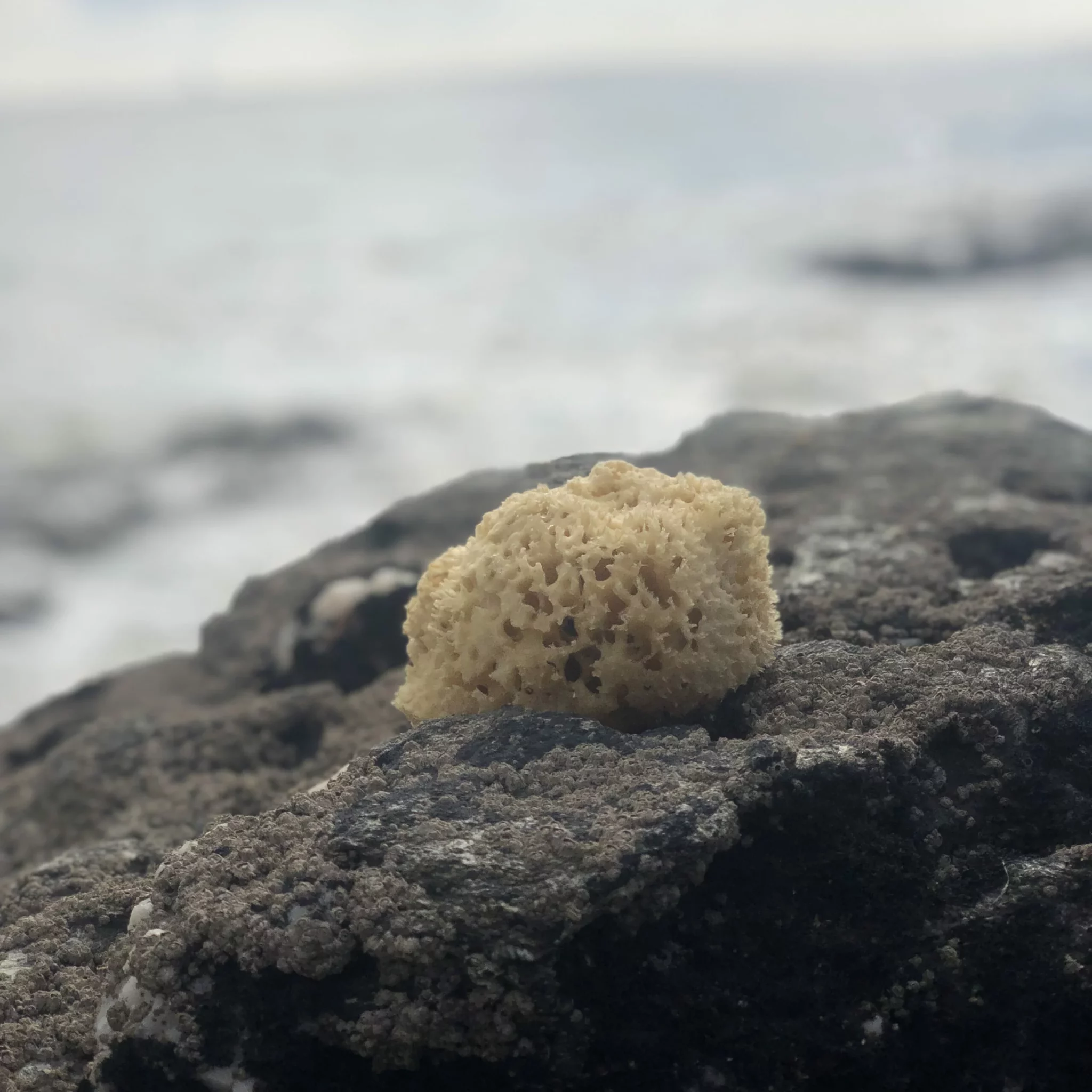 éponge de mer naturelle