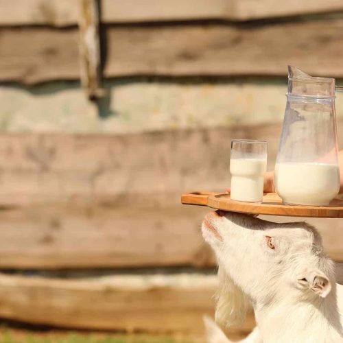Savon au lait d'ânesse et au lait de chèvre